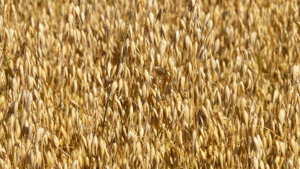 Yulaf diyeti nasıl yapılır